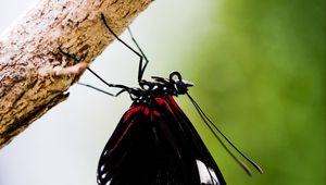 Preview wallpaper doris, butterfly, wings, black, macro