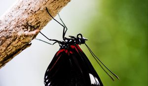 Preview wallpaper doris, butterfly, wings, black, macro