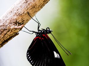 Preview wallpaper doris, butterfly, wings, black, macro