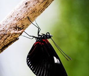 Preview wallpaper doris, butterfly, wings, black, macro