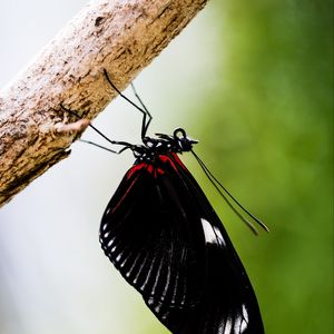 Preview wallpaper doris, butterfly, wings, black, macro