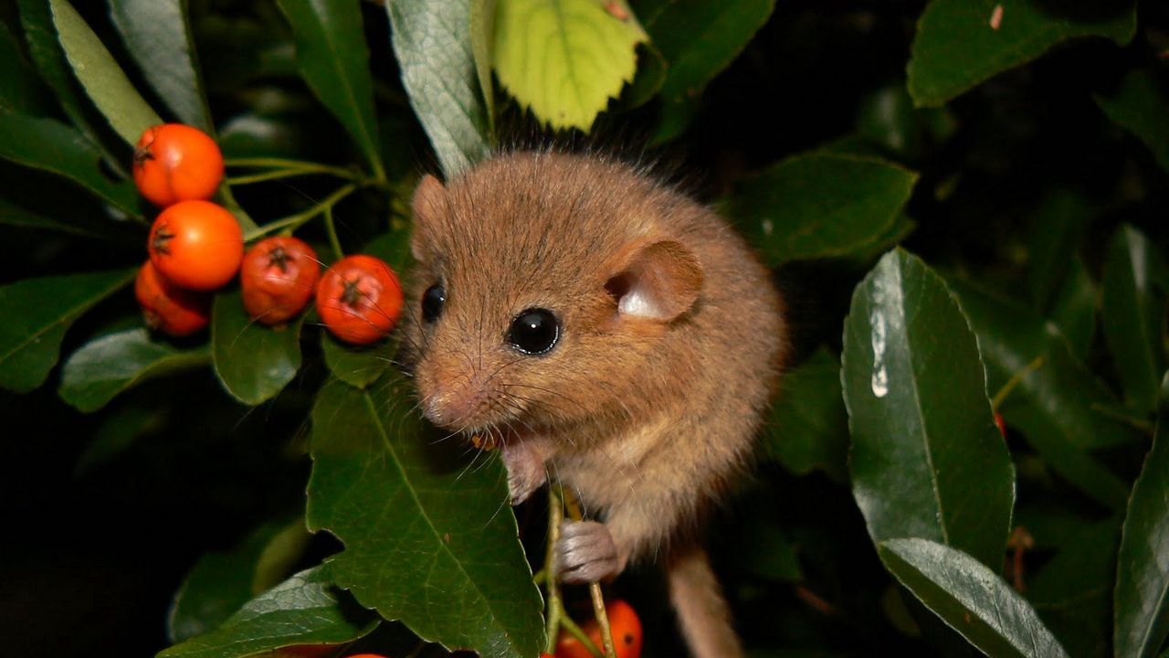 Wallpaper dormouse, mountain ash, leaves, branches