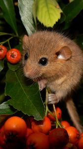 Preview wallpaper dormouse, mountain ash, leaves, branches