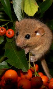 Preview wallpaper dormouse, mountain ash, leaves, branches