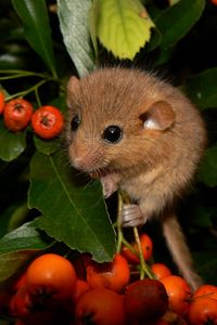 Preview wallpaper dormouse, mountain ash, leaves, branches