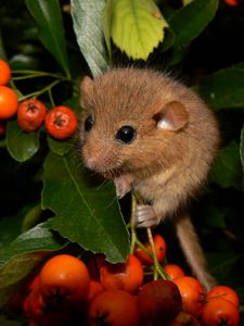 Preview wallpaper dormouse, mountain ash, leaves, branches