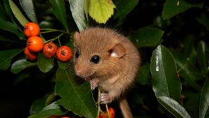 Preview wallpaper dormouse, mountain ash, leaves, branches