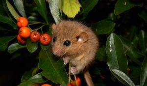 Preview wallpaper dormouse, mountain ash, leaves, branches