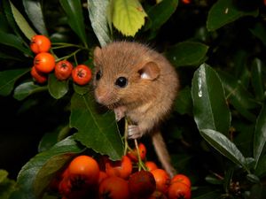 Preview wallpaper dormouse, mountain ash, leaves, branches