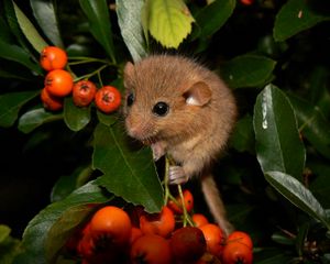 Preview wallpaper dormouse, mountain ash, leaves, branches