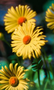 Preview wallpaper doronicum, flowers, petals, leaves