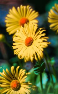 Preview wallpaper doronicum, flowers, petals, leaves