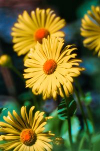 Preview wallpaper doronicum, flowers, petals, leaves