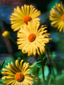 Preview wallpaper doronicum, flowers, petals, leaves