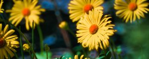 Preview wallpaper doronicum, flowers, petals, leaves