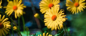 Preview wallpaper doronicum, flowers, petals, leaves