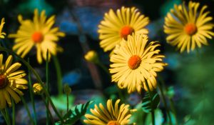 Preview wallpaper doronicum, flowers, petals, leaves