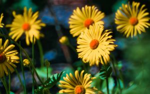 Preview wallpaper doronicum, flowers, petals, leaves