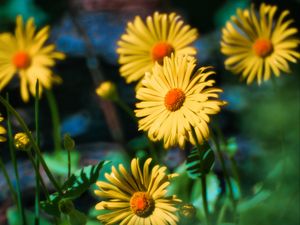 Preview wallpaper doronicum, flowers, petals, leaves