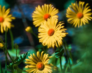 Preview wallpaper doronicum, flowers, petals, leaves