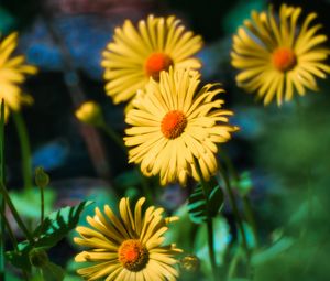 Preview wallpaper doronicum, flowers, petals, leaves