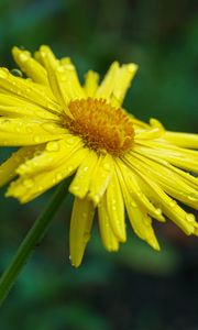 Preview wallpaper doronicum, petals, flower, drops, yellow