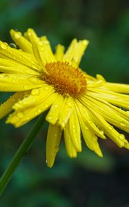 Preview wallpaper doronicum, petals, flower, drops, yellow