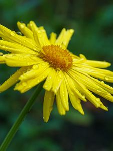 Preview wallpaper doronicum, petals, flower, drops, yellow