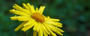 Preview wallpaper doronicum, petals, flower, drops, yellow