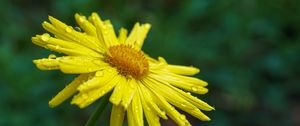 Preview wallpaper doronicum, petals, flower, drops, yellow