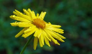 Preview wallpaper doronicum, petals, flower, drops, yellow