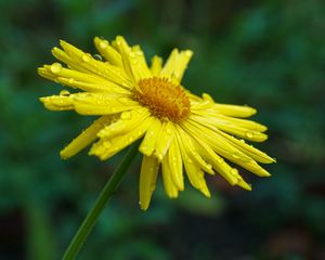 Preview wallpaper doronicum, petals, flower, drops, yellow