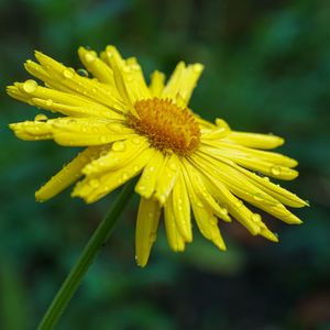 Preview wallpaper doronicum, petals, flower, drops, yellow