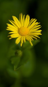 Preview wallpaper doronicum, petals, yellow, flower, blur