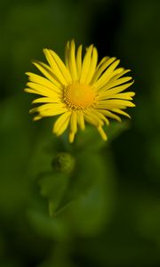 Preview wallpaper doronicum, petals, yellow, flower, blur