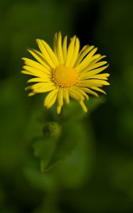 Preview wallpaper doronicum, petals, yellow, flower, blur