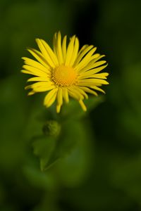 Preview wallpaper doronicum, petals, yellow, flower, blur