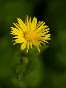 Preview wallpaper doronicum, petals, yellow, flower, blur