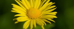 Preview wallpaper doronicum, petals, yellow, flower, blur