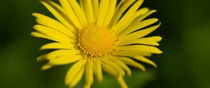 Preview wallpaper doronicum, petals, yellow, flower, blur