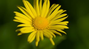 Preview wallpaper doronicum, petals, yellow, flower, blur