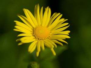 Preview wallpaper doronicum, petals, yellow, flower, blur