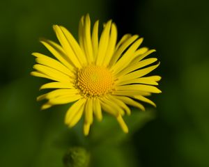 Preview wallpaper doronicum, petals, yellow, flower, blur