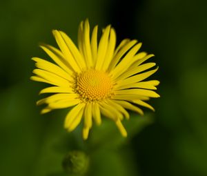 Preview wallpaper doronicum, petals, yellow, flower, blur