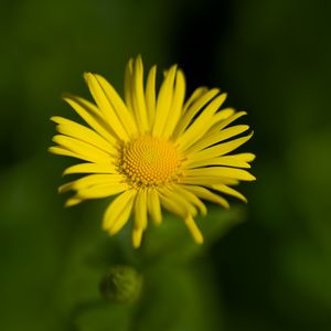 Preview wallpaper doronicum, petals, yellow, flower, blur