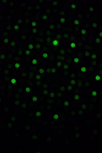 Preview wallpaper dots, glare, bokeh, green, black, dark