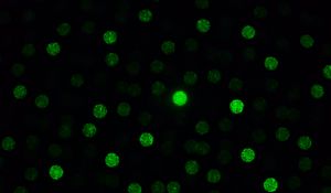 Preview wallpaper dots, glare, bokeh, green, black, dark