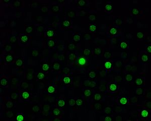 Preview wallpaper dots, glare, bokeh, green, black, dark