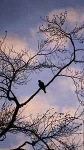 Preview wallpaper dove, bird, branch, sky