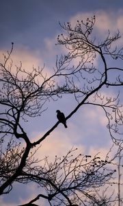 Preview wallpaper dove, bird, branch, sky